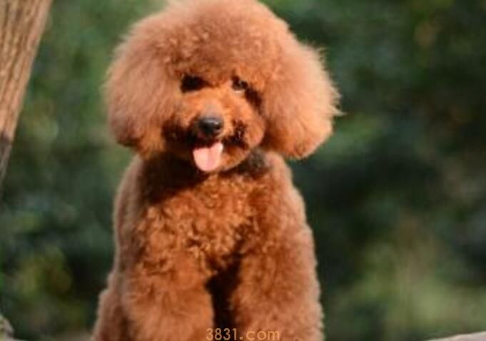 泰迪微小体型表(图2)