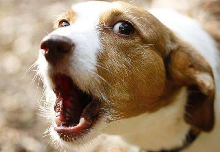 教训狗狗应该打哪里(图3)