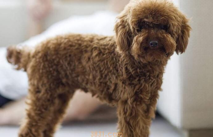 泰迪微小体型表(图3)