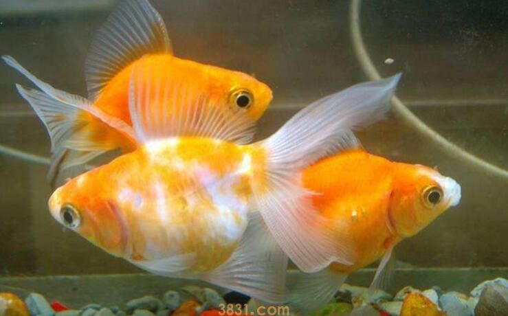 金鱼会长大吗(图2)