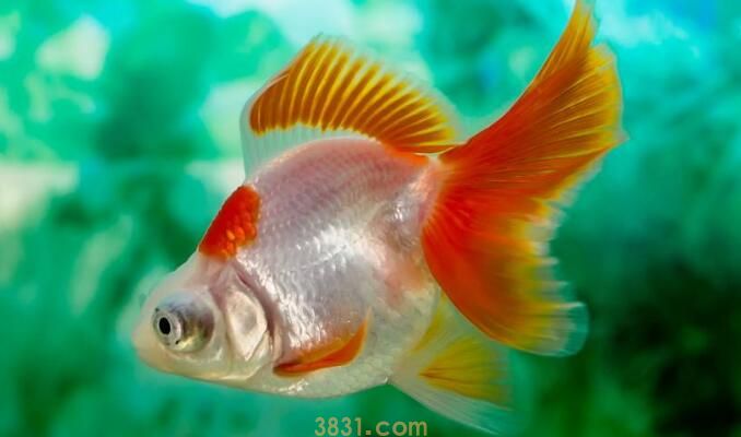 金鱼会长大吗(图3)