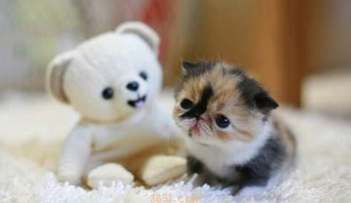 强行给猫喂药它会恨你吗(图1)