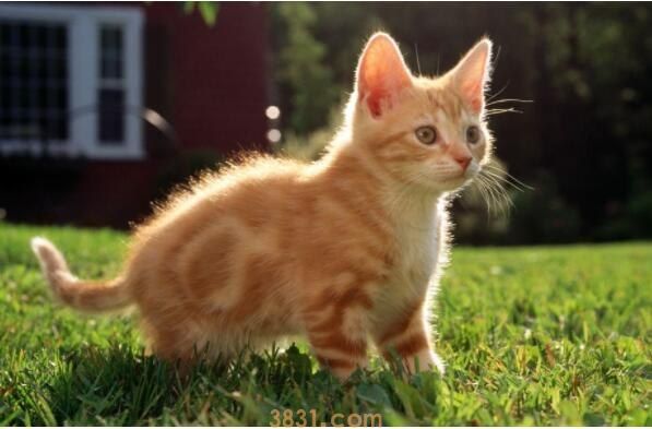 猫一天吃几克鸡胸肉(图1)