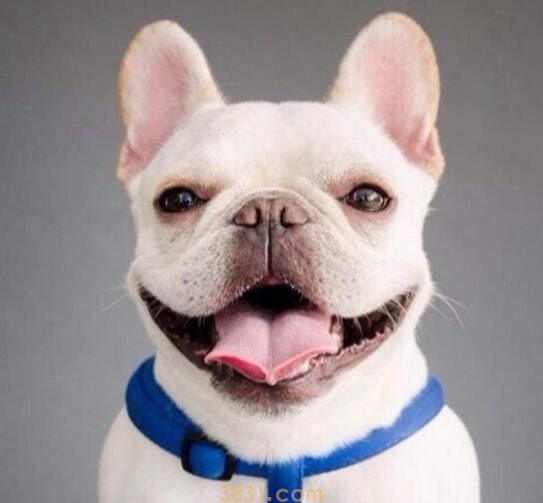 法斗晚上叫的解决方法有什么(图1)