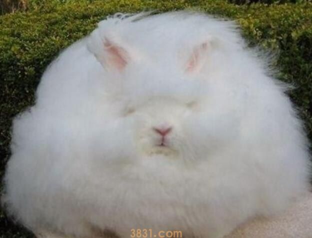 安哥拉兔是什么耳朵(图1)