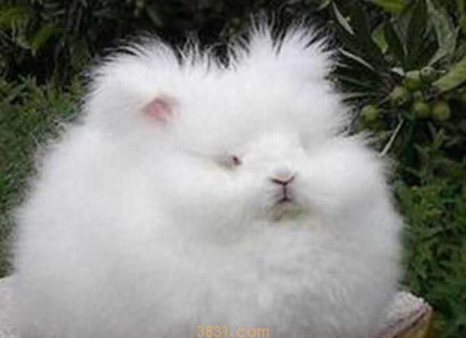 安哥拉兔什么时候睡觉(图1)