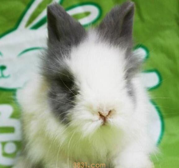 安哥拉兔冬天可以在外面吗(图1)