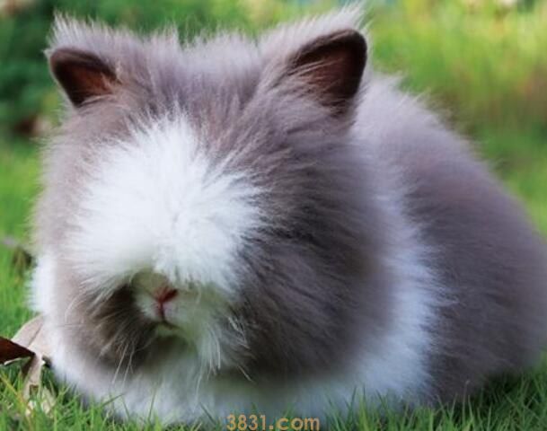 安哥拉兔和猫能一起养吗(图1)