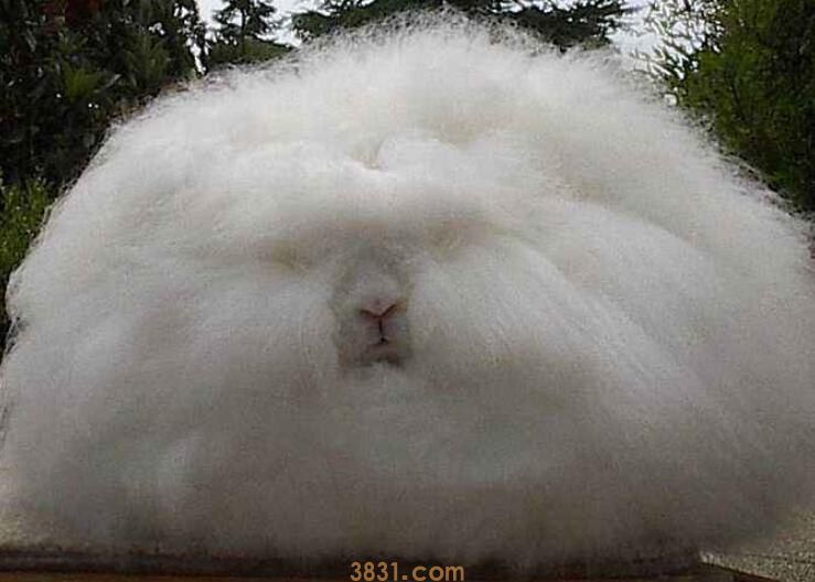 巨型安哥拉兔温驯吗(图1)