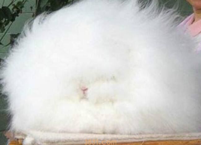 垂耳兔和安哥拉兔的区别有什么(图1)