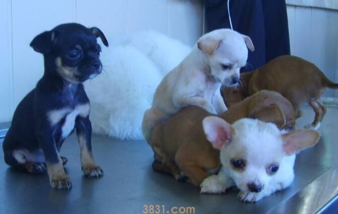 狗蛔虫会传染给人吗(图1)