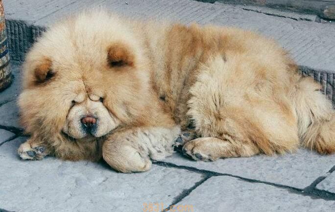 狗蛔虫会传染给人吗(图2)