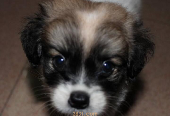 狗蛔虫会传染给人吗(图3)