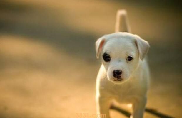 100克狗粮大概有多少(图1)