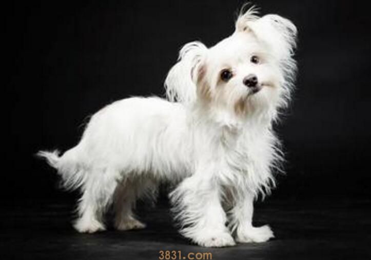 100克狗粮大概有多少(图2)