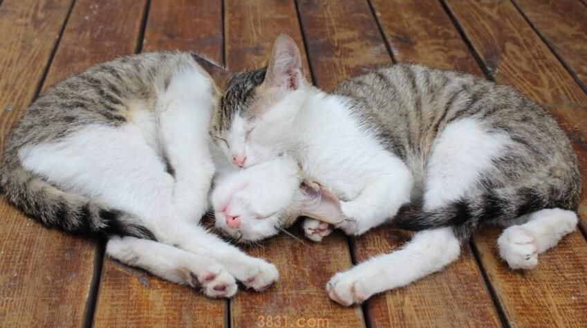 猫咪一个人在家会孤单吗(图1)