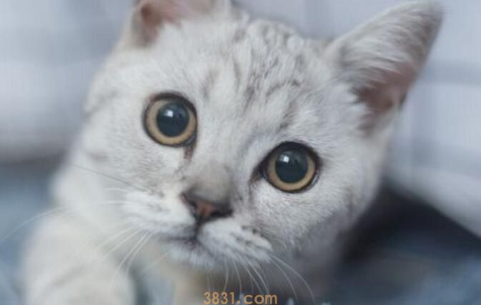 猫咪一个人在家会孤单吗(图2)