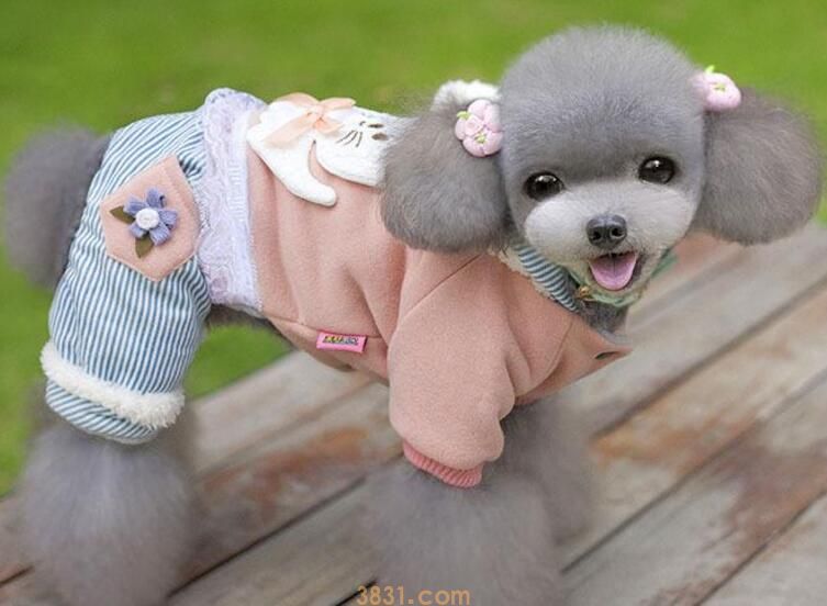 泰迪为什么老是甩身体(图2)