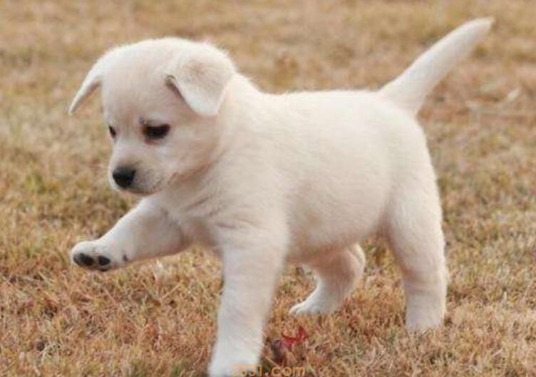 小狗晚上不睡觉老是叫的原因(图2)