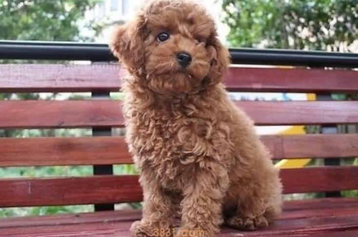 泰迪为什么老是甩身体(图3)