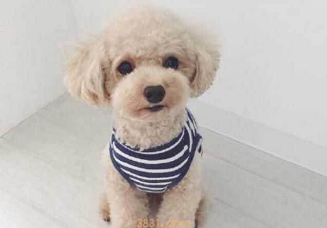 泰迪狗多长时间洗一次澡(图1)