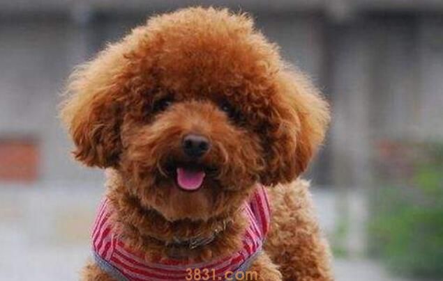 泰迪狗多长时间洗一次澡(图2)