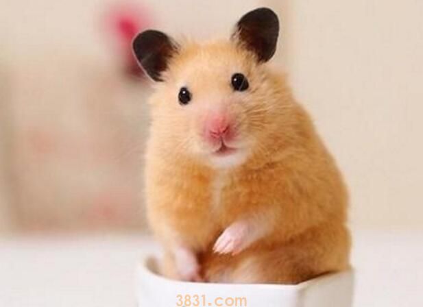 宠物仓鼠咬了有事吗(图1)