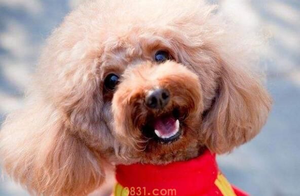 泰迪狗多长时间洗一次澡(图3)