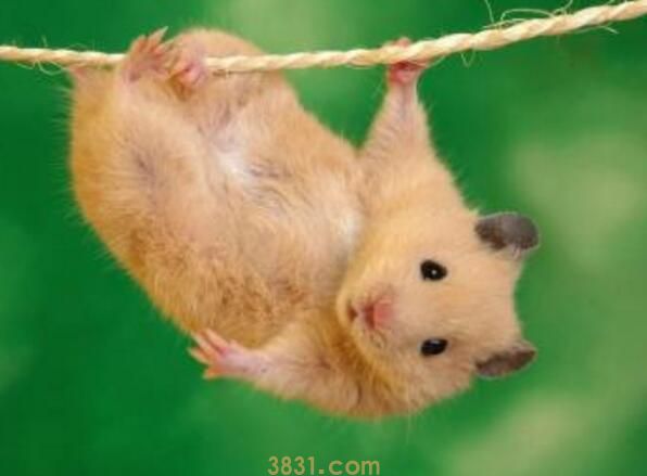 宠物仓鼠咬了有事吗(图2)