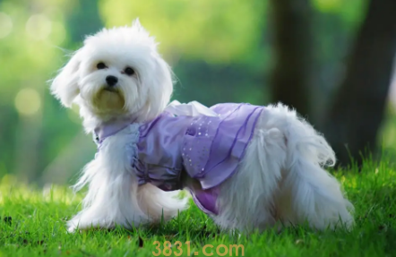 狗狗洗完澡后呕吐怎么回事啊(图1)