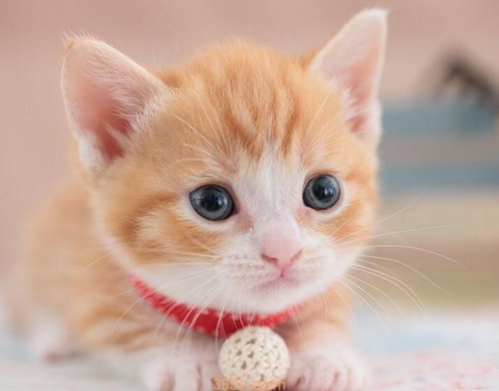 四个月猫咪多重(图1)