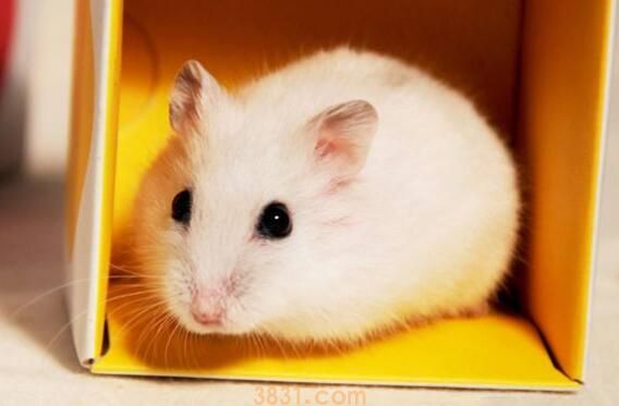 宠物仓鼠咬了有事吗(图3)