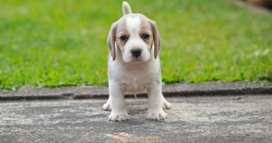 狗狗不拉屎怎么办(图1)