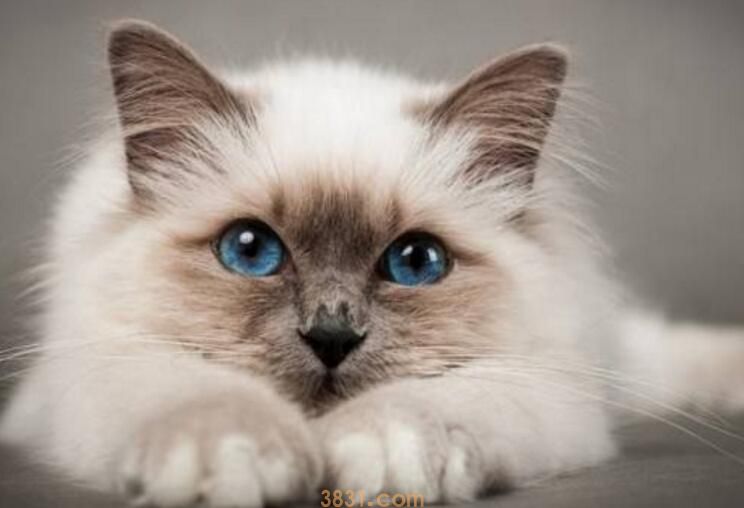 四个月猫咪多重(图2)