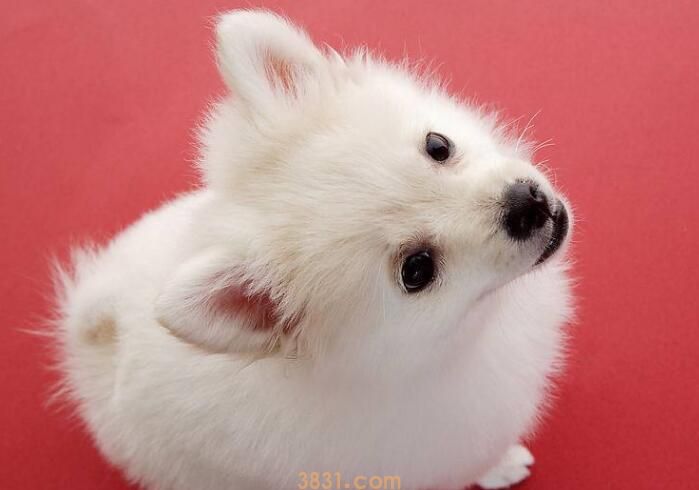 狗磨牙怎么回事(图3)