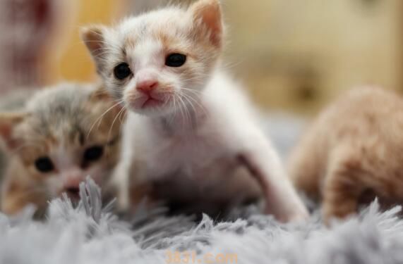 四个月猫咪多重(图3)