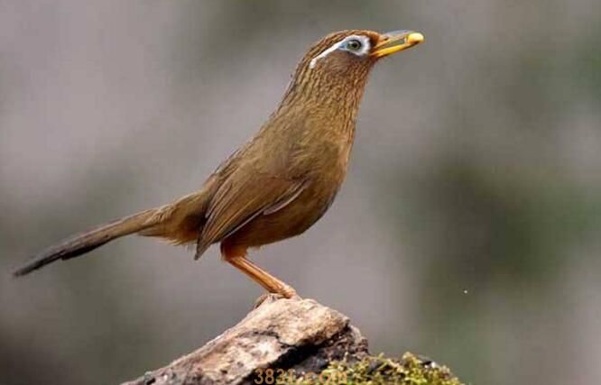 中药画眉鸟提性秘方(图2)