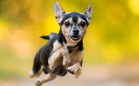 狗可以吃奶油吗?为什么(图1)