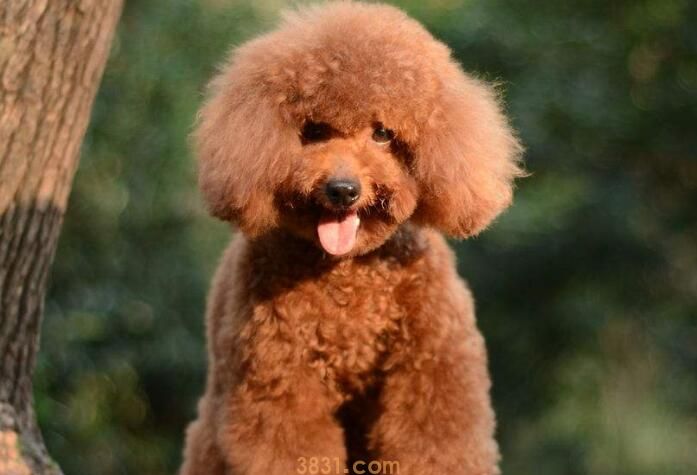 泰迪产后多久可以洗澡(图1)