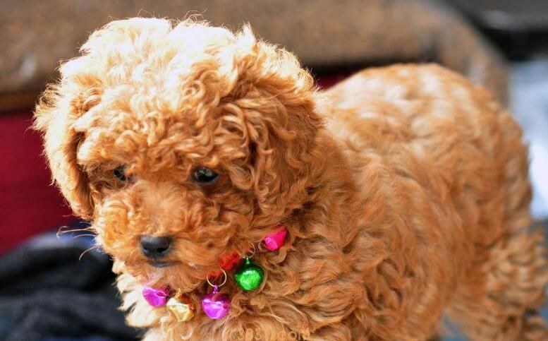 泰迪产后多久可以洗澡(图2)