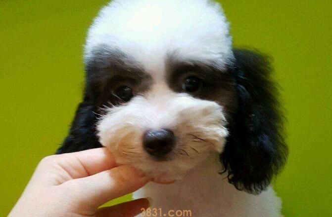 泰迪产后多久可以洗澡(图3)