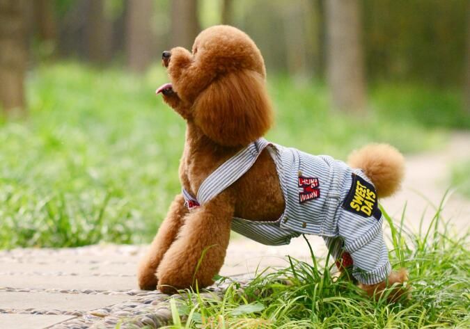 适合抑郁症养的狗(图1)