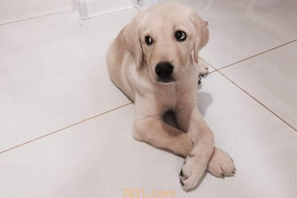 适合抑郁症养的狗(图2)