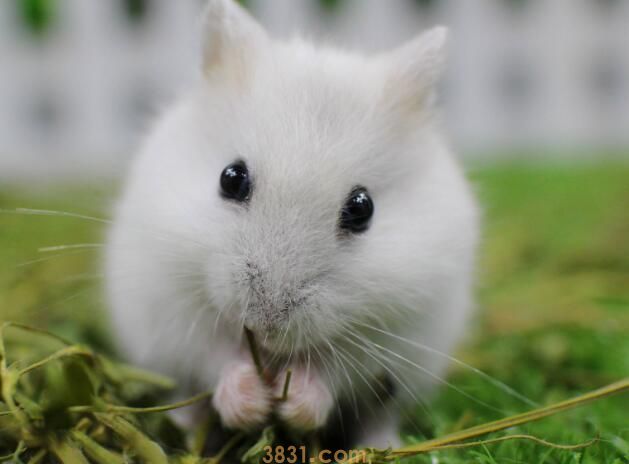 仓鼠一年几窝(图1)