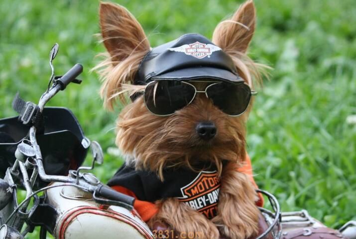 狗狗缺氧急救方法(图1)