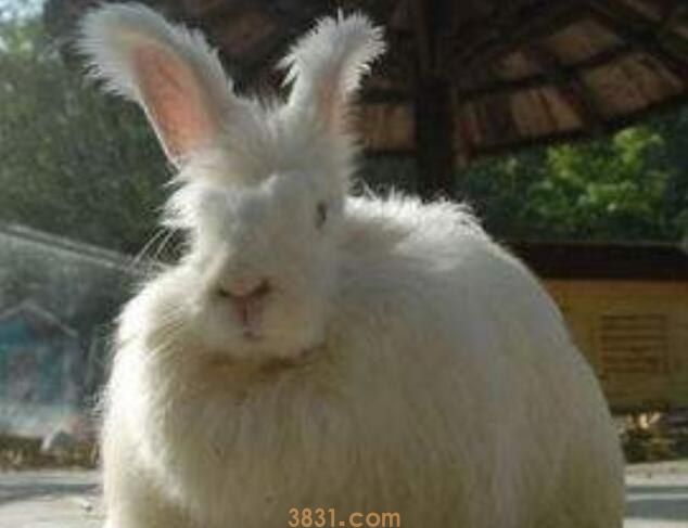 安哥拉兔可以吃面包吗(图1)