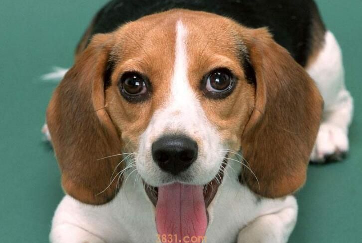 狗狗缺氧急救方法(图3)