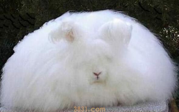 安哥拉兔夏天要剃毛么(图1)