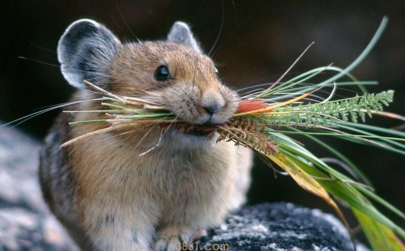 仓鼠一年几窝(图2)