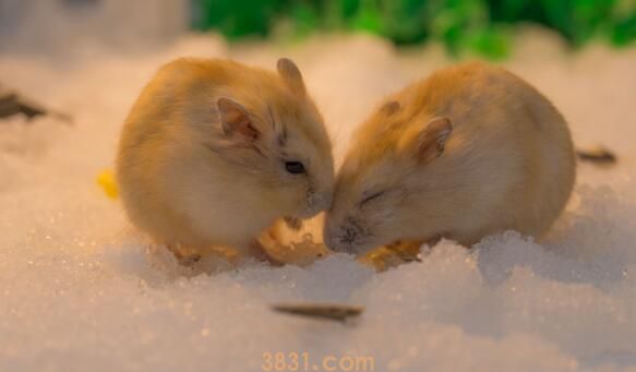 仓鼠一年几窝(图3)